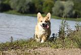 CORGI PEMBROKE 304